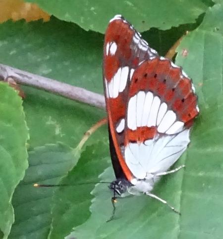 Limenitis reducta